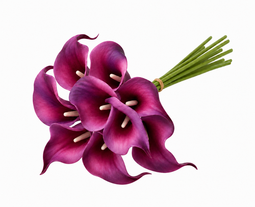 CALLA LILY