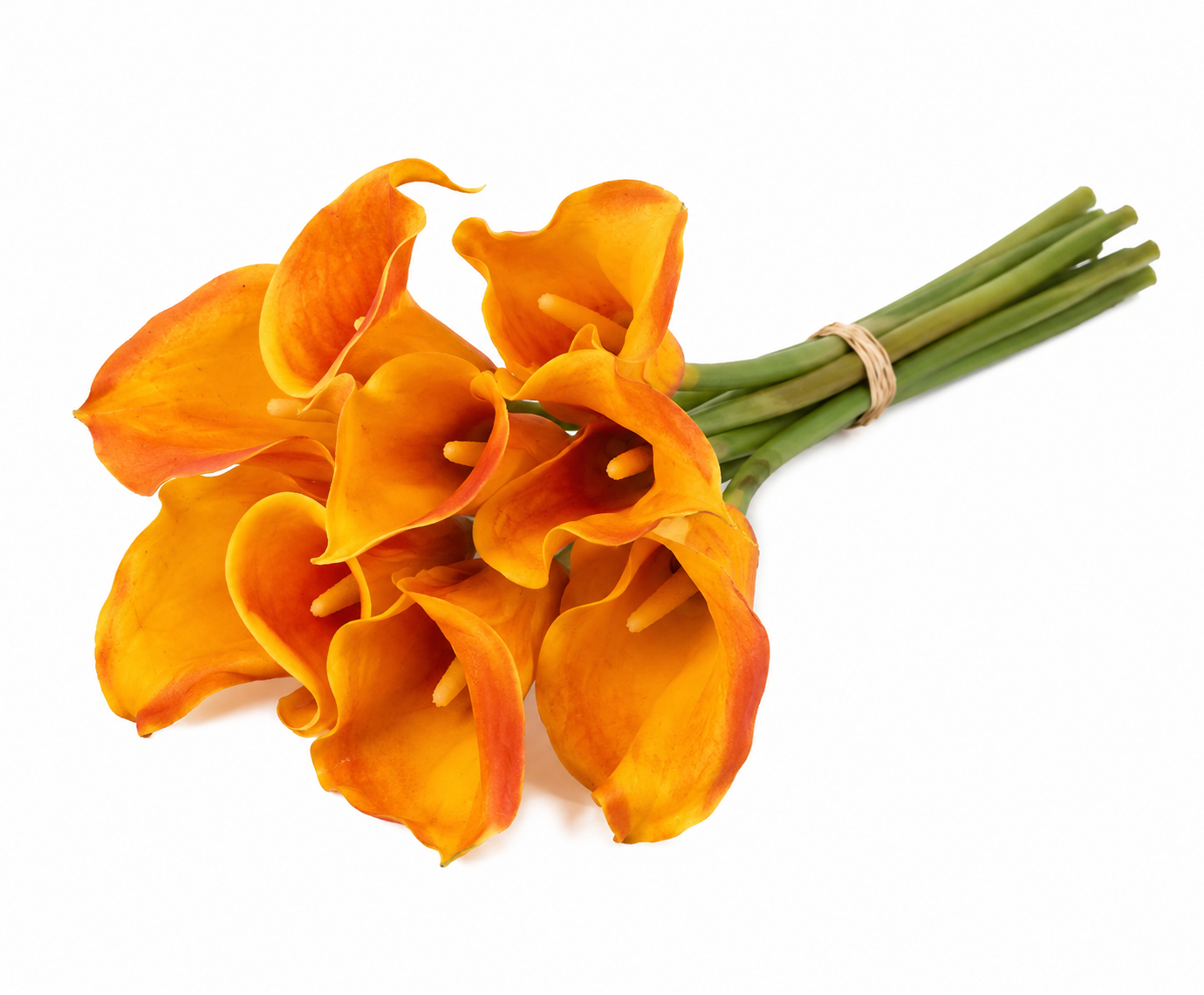 CALLA LILY