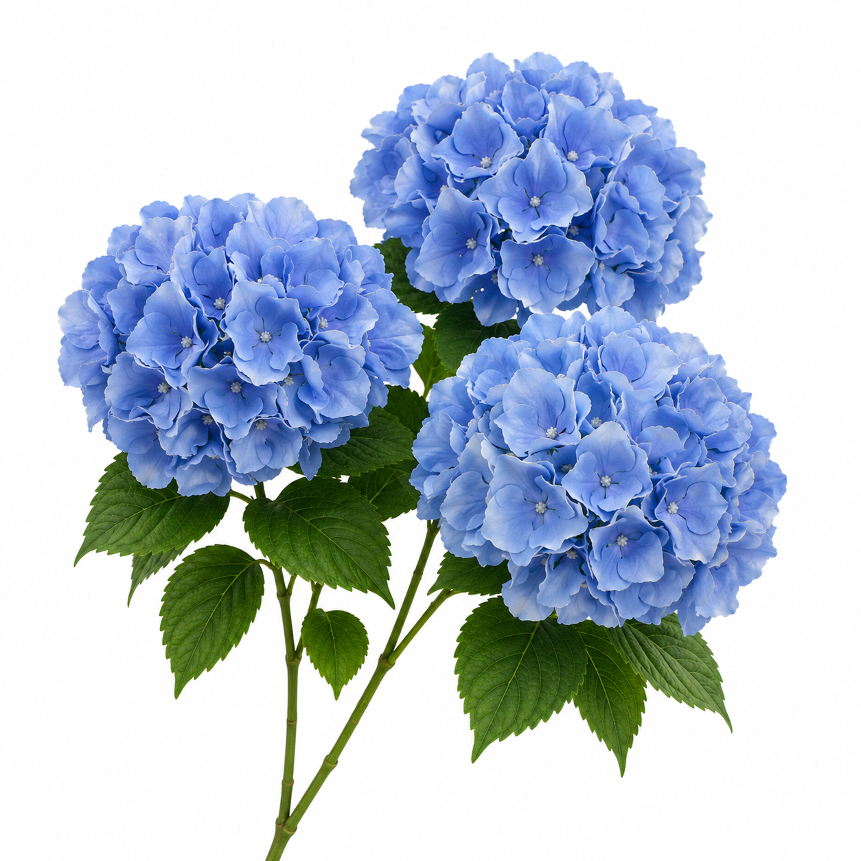SILK HYDRANGEA | 5-Heads per Bunch