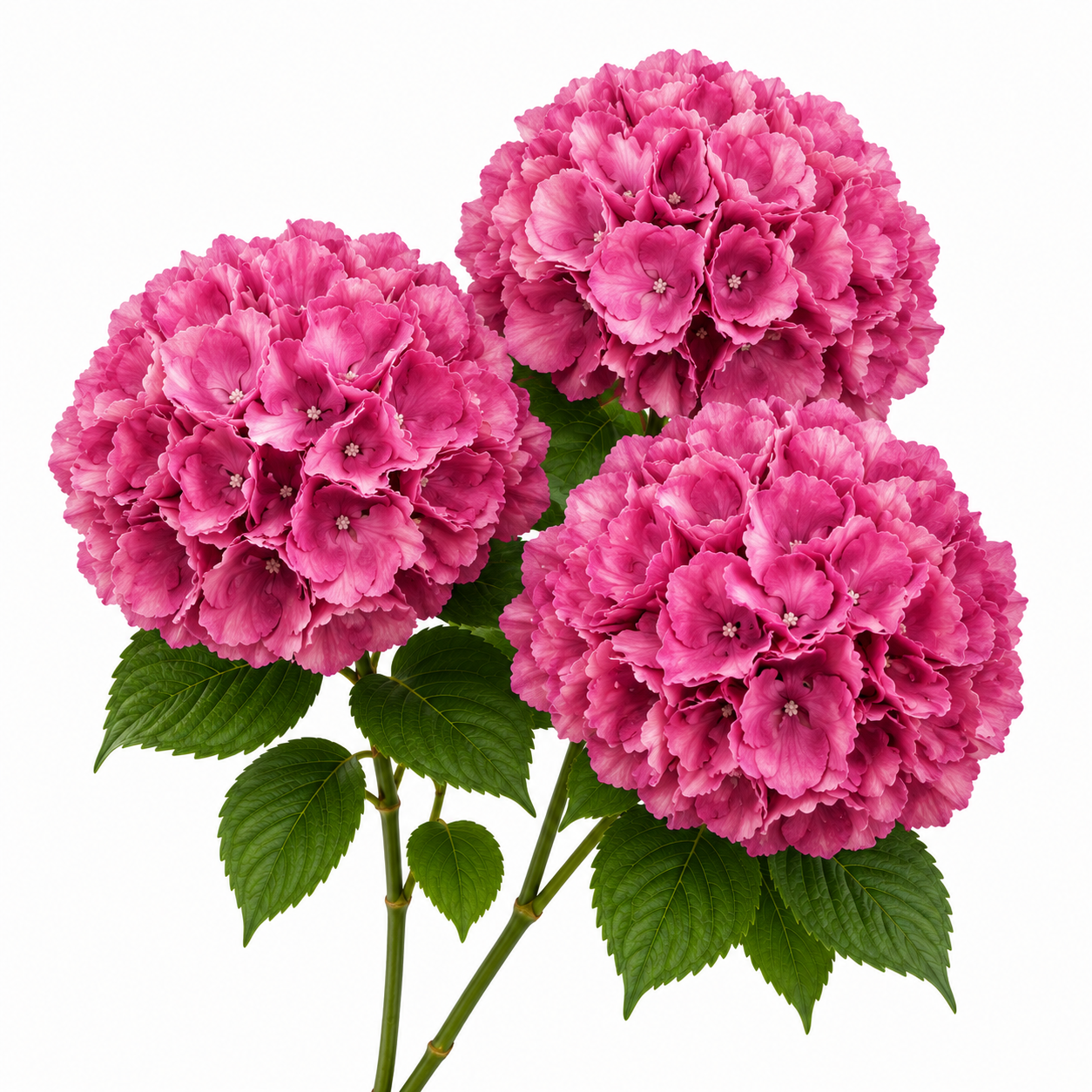 SILK HYDRANGEA | 5-Heads per Bunch
