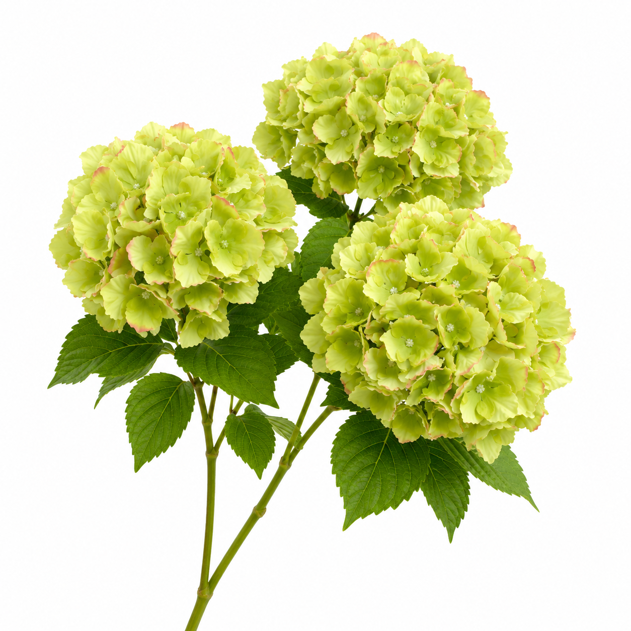 SILK HYDRANGEA | 5-Heads per Bunch
