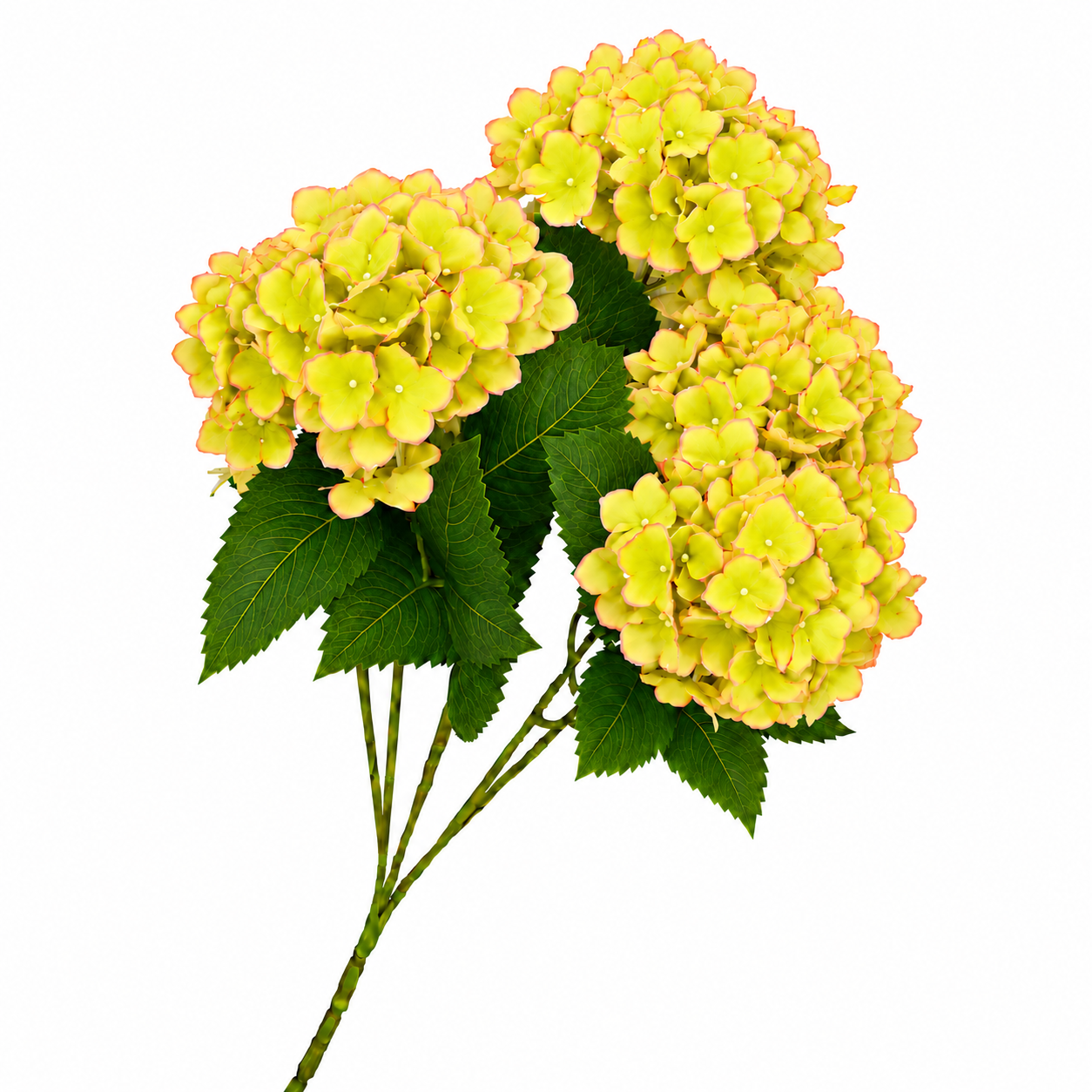 SILK HYDRANGEA | 5-Heads per Bunch