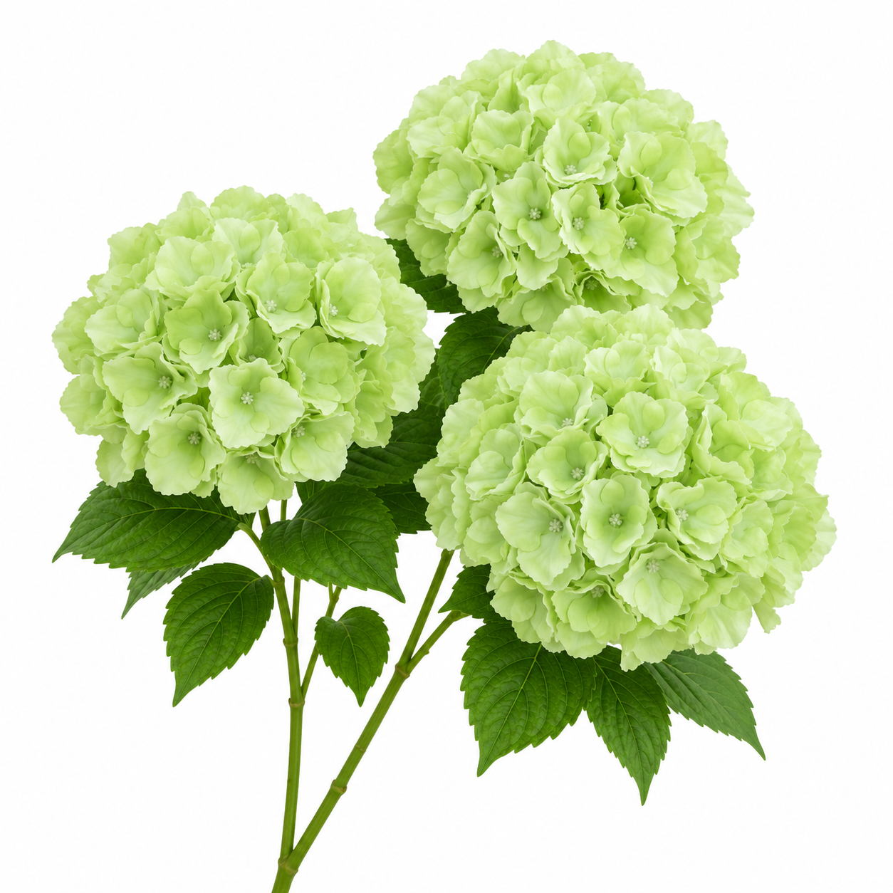 SILK HYDRANGEA | 5-Heads per Bunch
