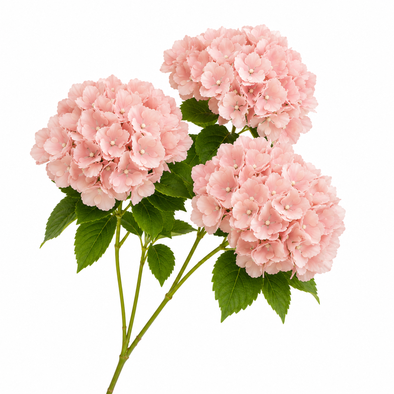 SILK HYDRANGEA | 5-Heads per Bunch