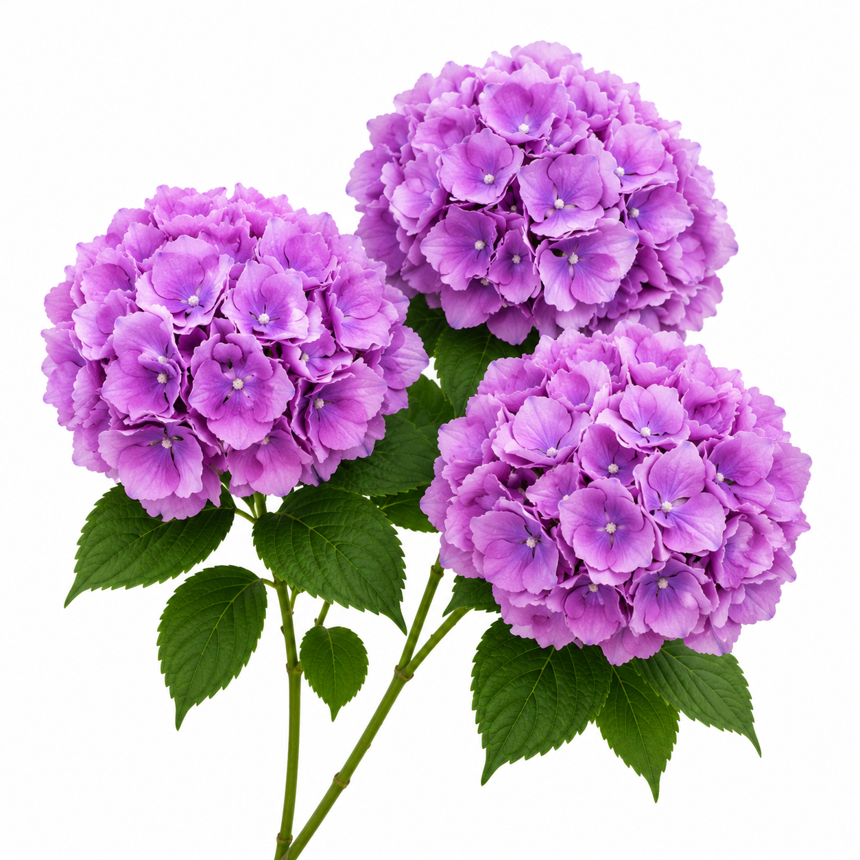 SILK HYDRANGEA | 5-Heads per Bunch