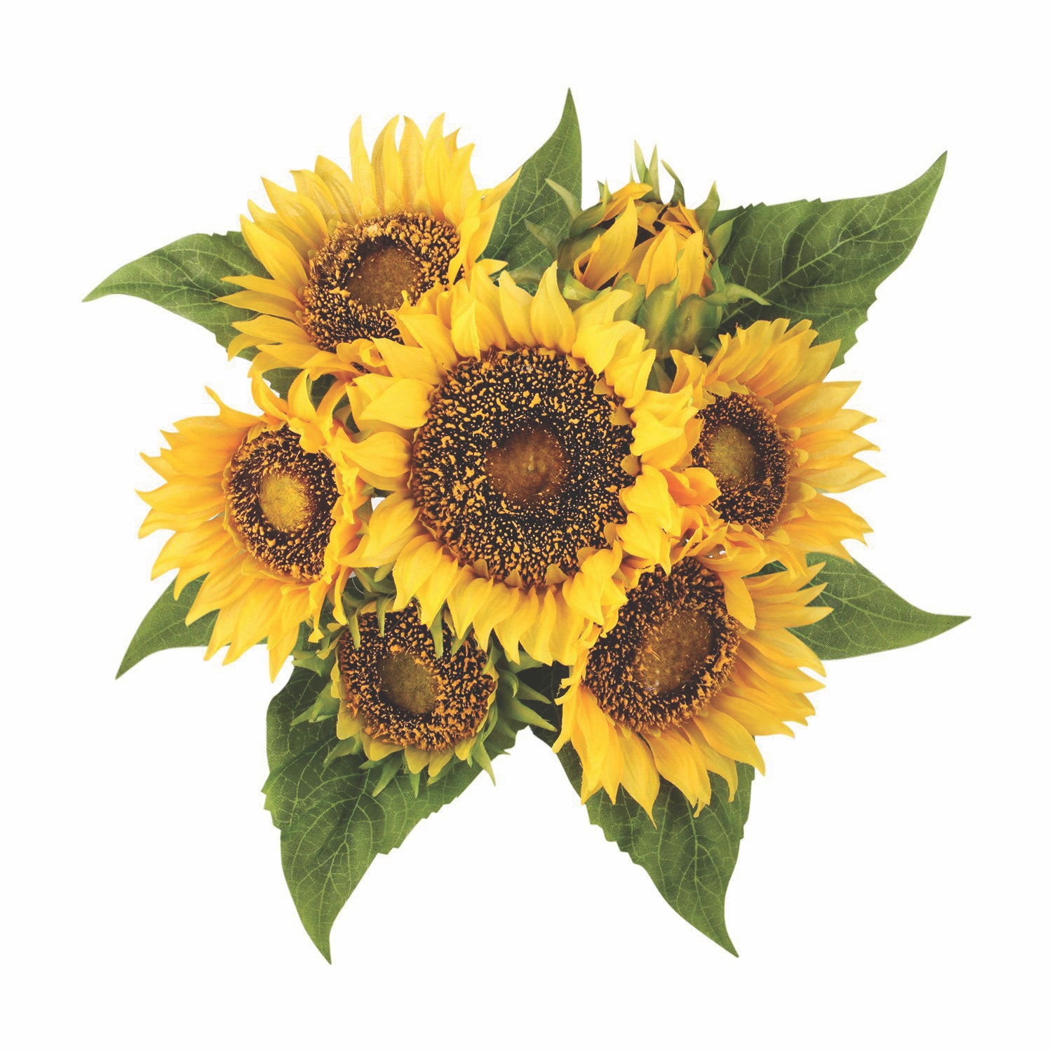 BUNCH SUNFLOWER