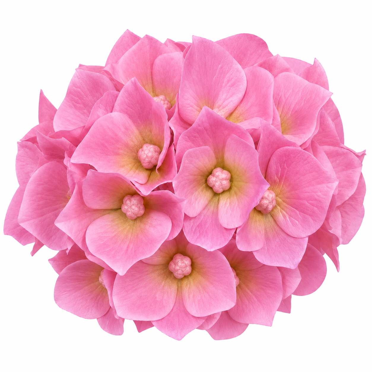 HYDRANGEA HEAD