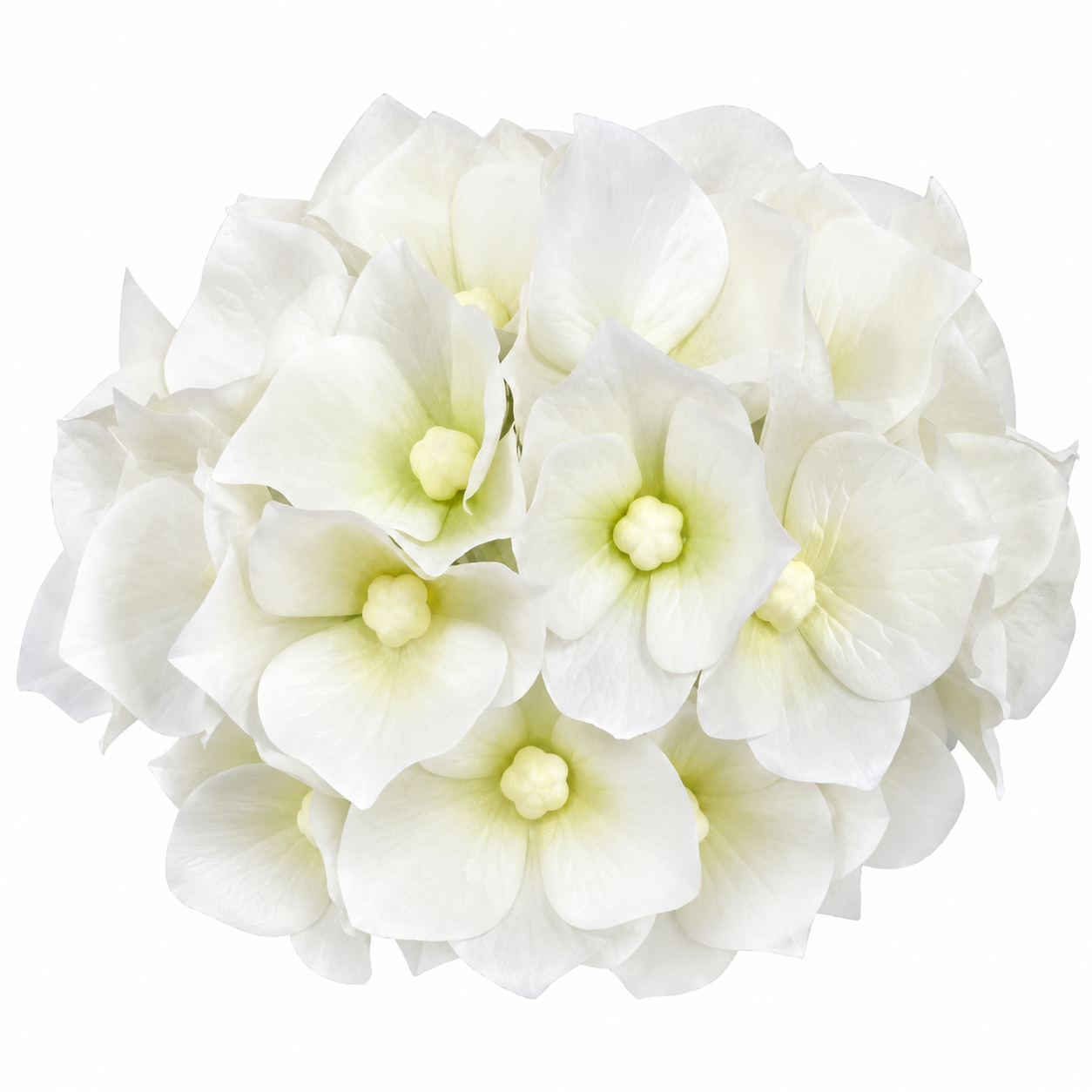 HYDRANGEA HEAD