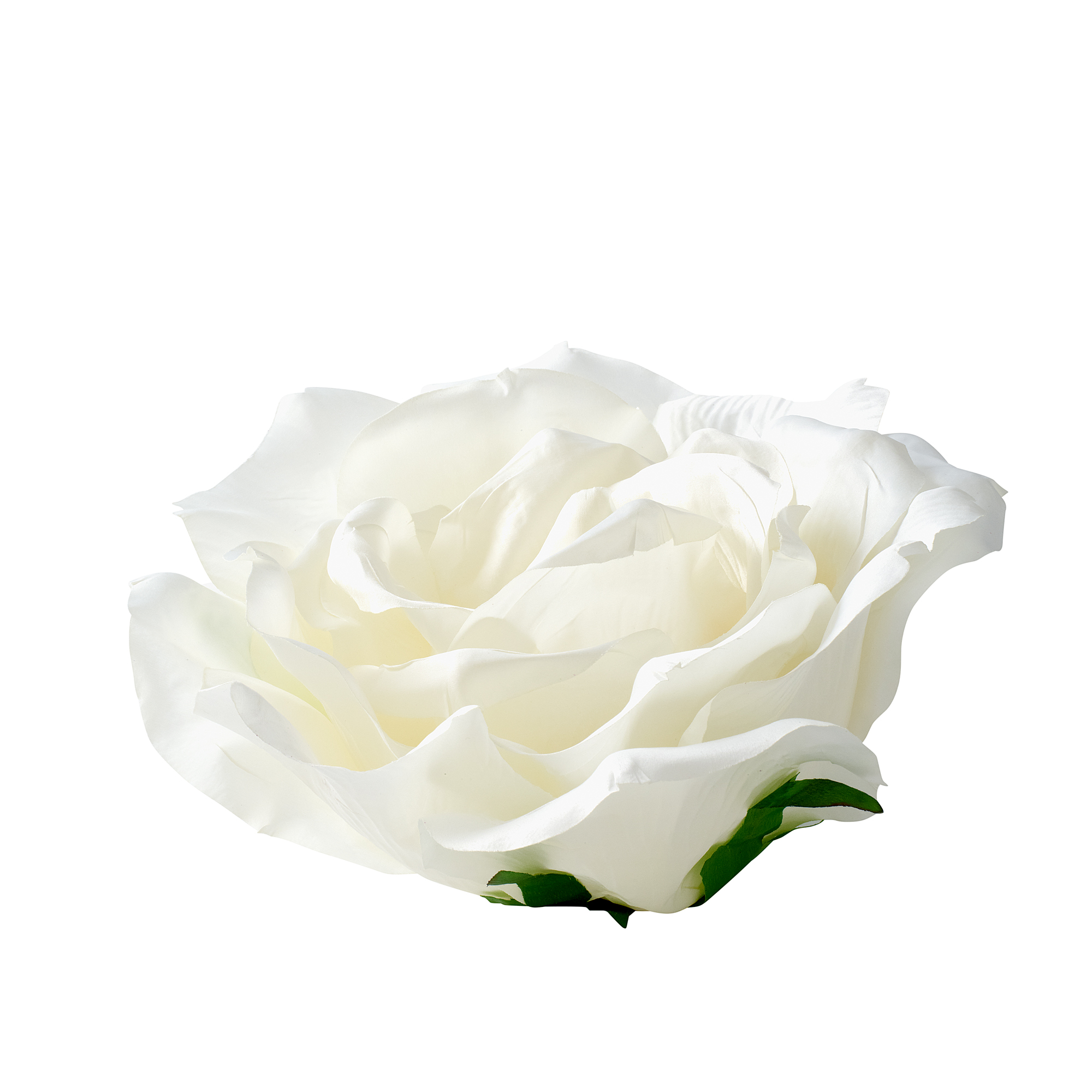 ROSE HEAD - XXL - Ivory