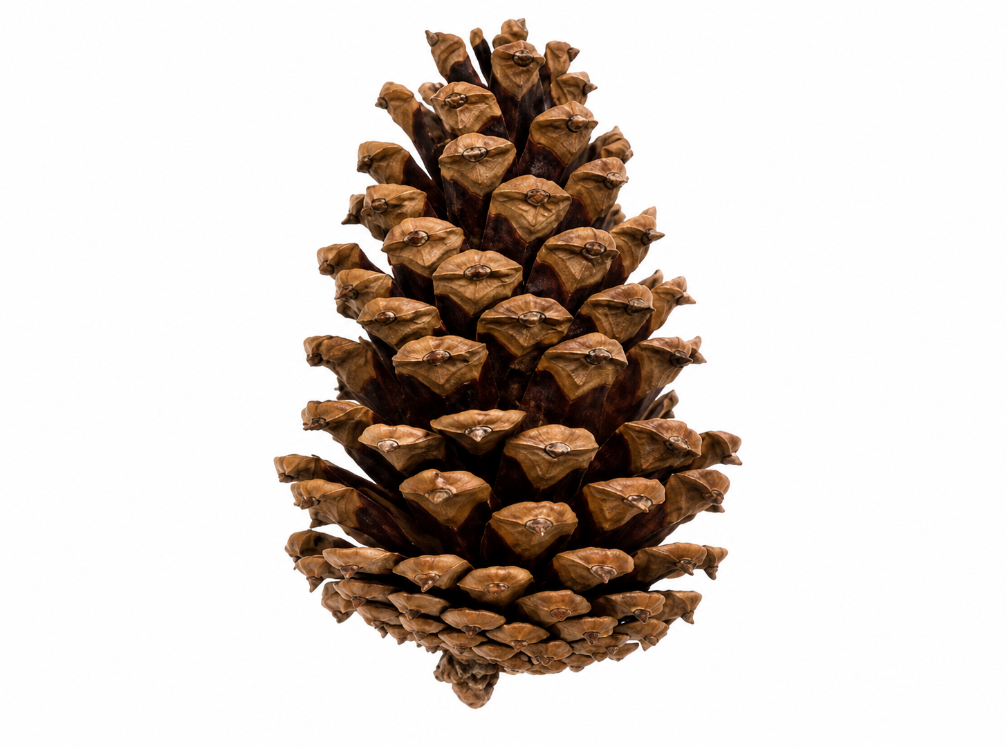 LOBLOLLY PINE CONES
