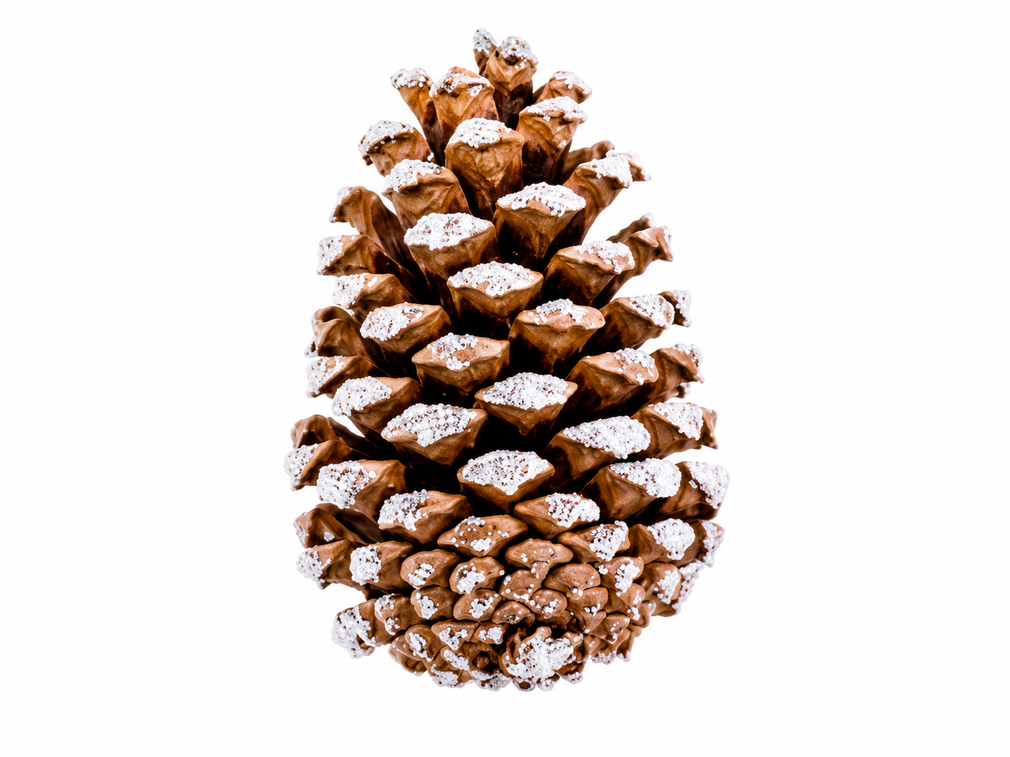 LOBLOLLY PINE CONES