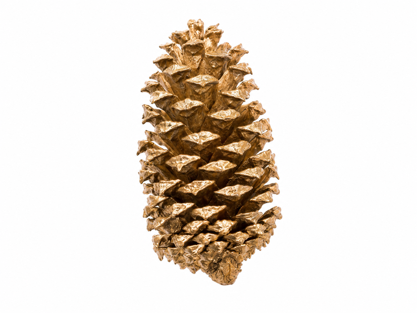 LOBLOLLY PINE CONES