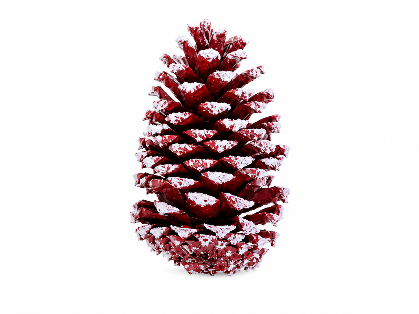 LOBLOLLY PINE CONES