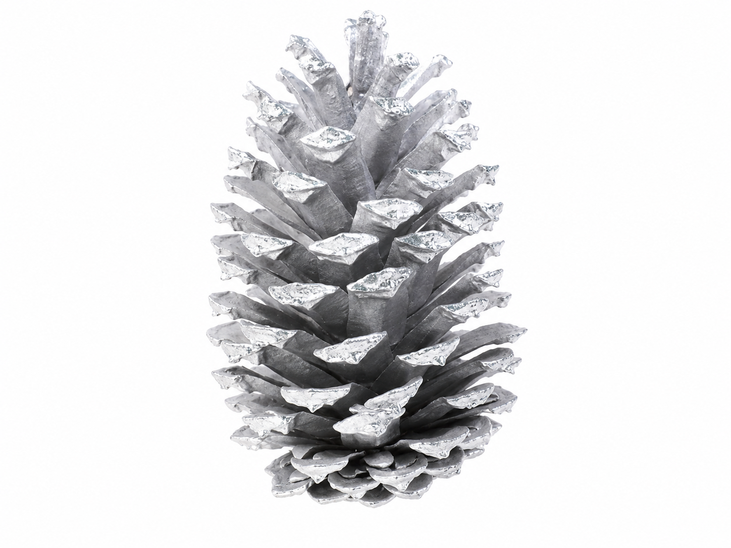 LOBLOLLY PINE CONES