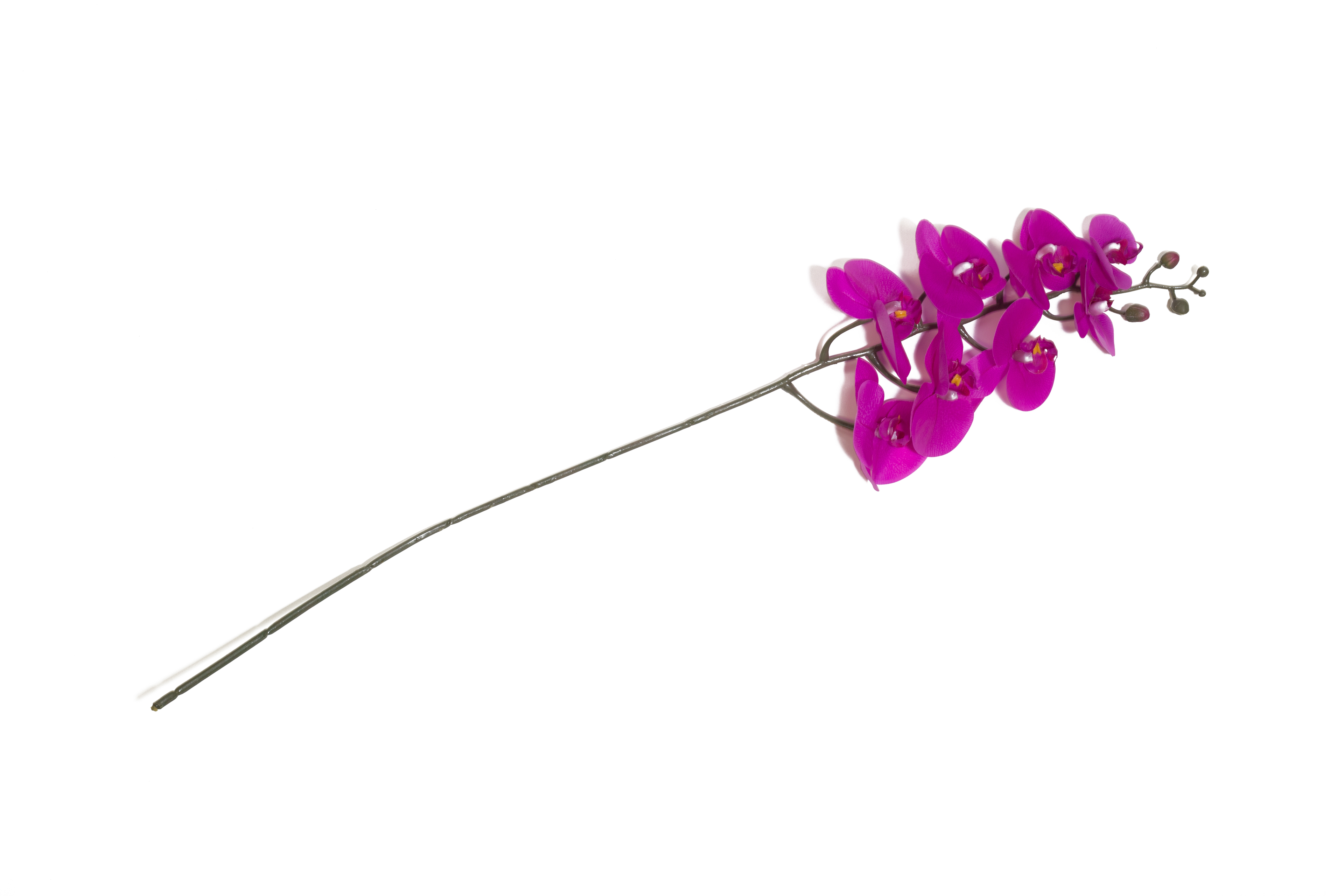 ORCHID | 12-Piece per Pack - Fuchsia