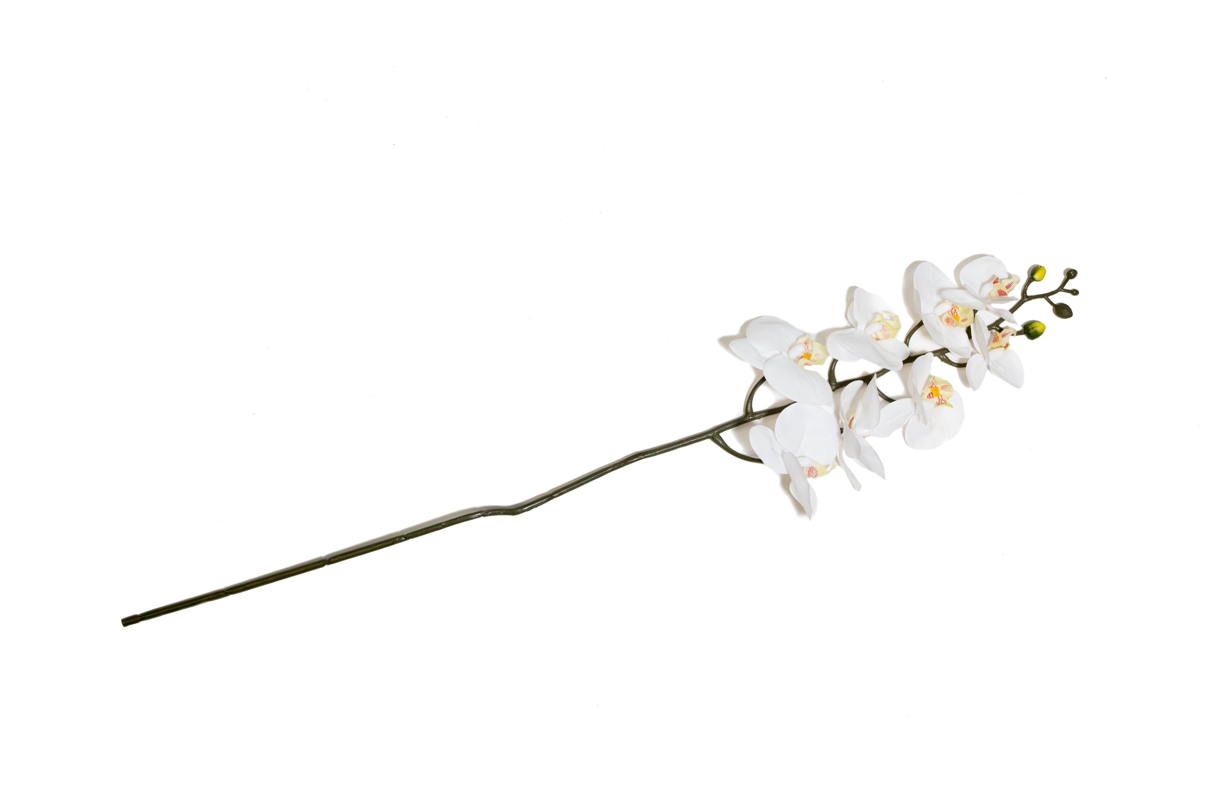 ORCHID | 12-Piece per Pack - White