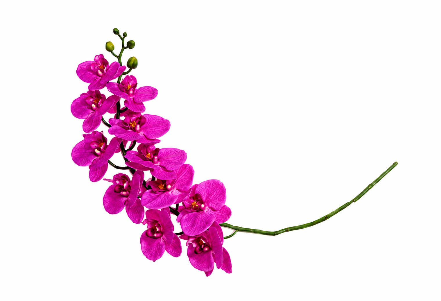 ORCHID | 12-Piece per Pack