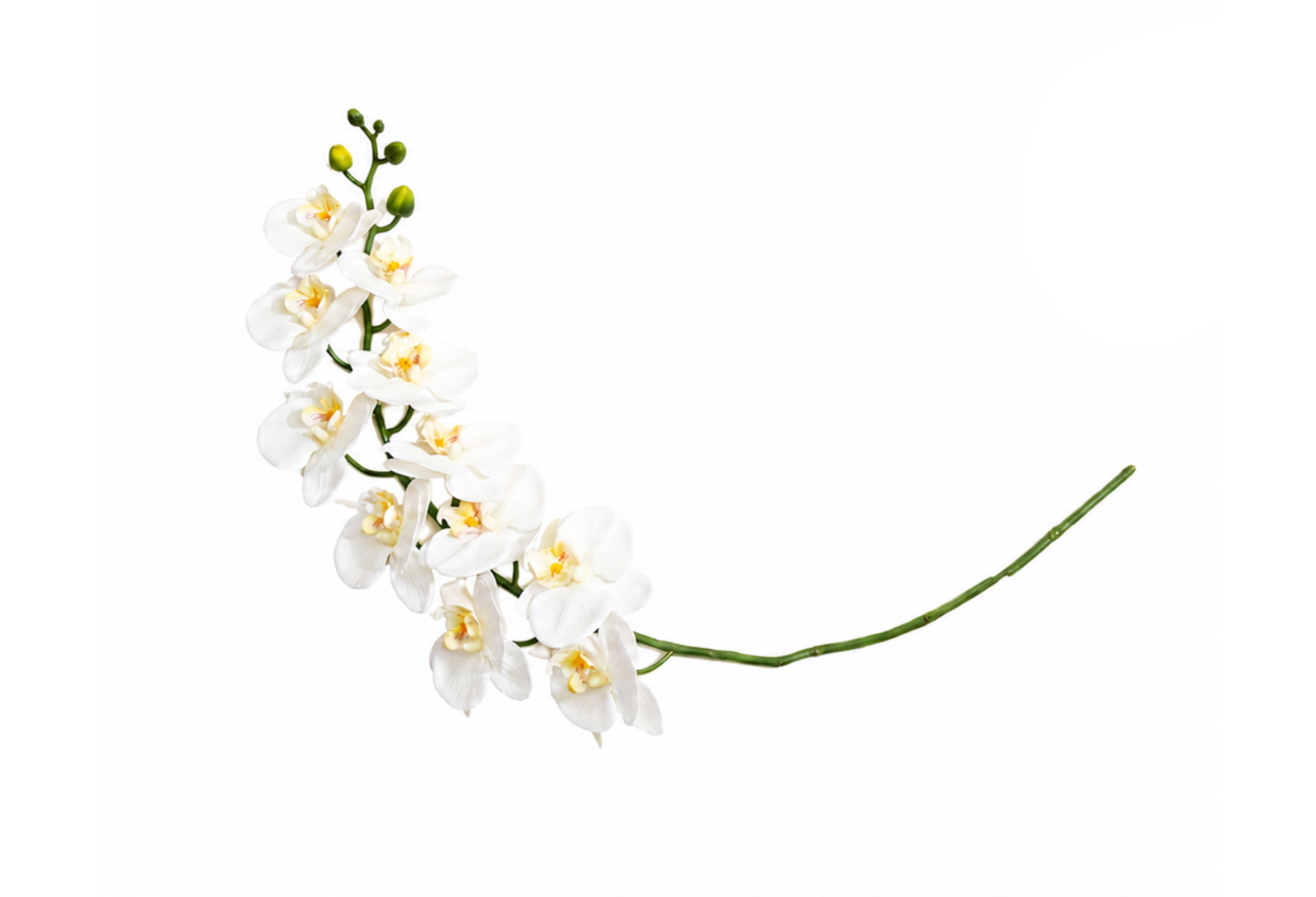 ORCHID | 12-Piece per Pack