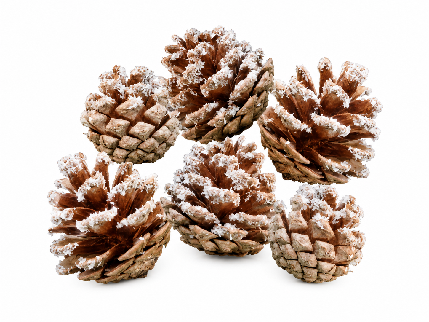 AUSTRICA PINE CONES