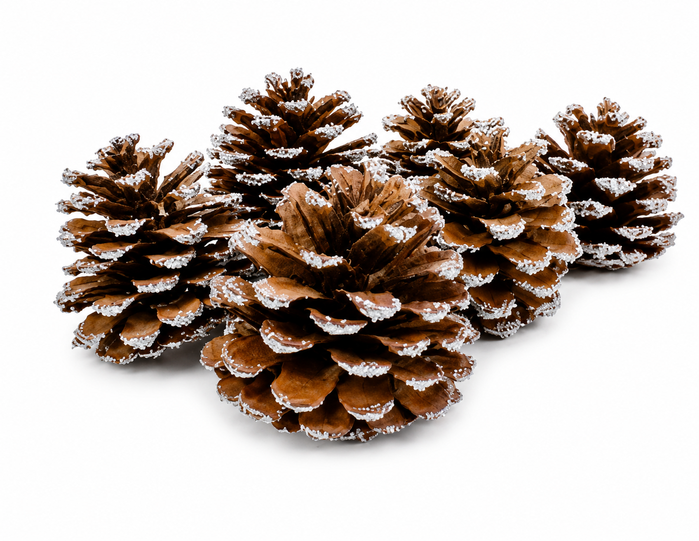 AUSTRICA PINE CONES