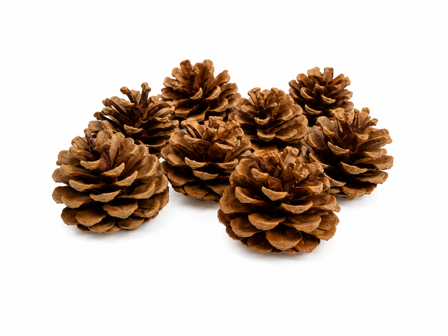 AUSTRICA PINE CONES