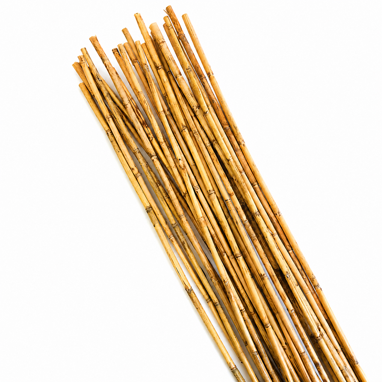 RIVER CANE | 25-Piece per Pack