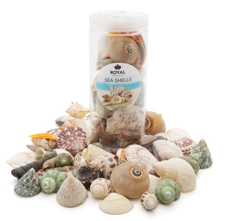SEA SHELLS - 2"