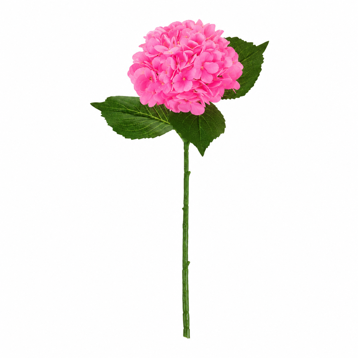 SINGLE STEM HYDRANGEA