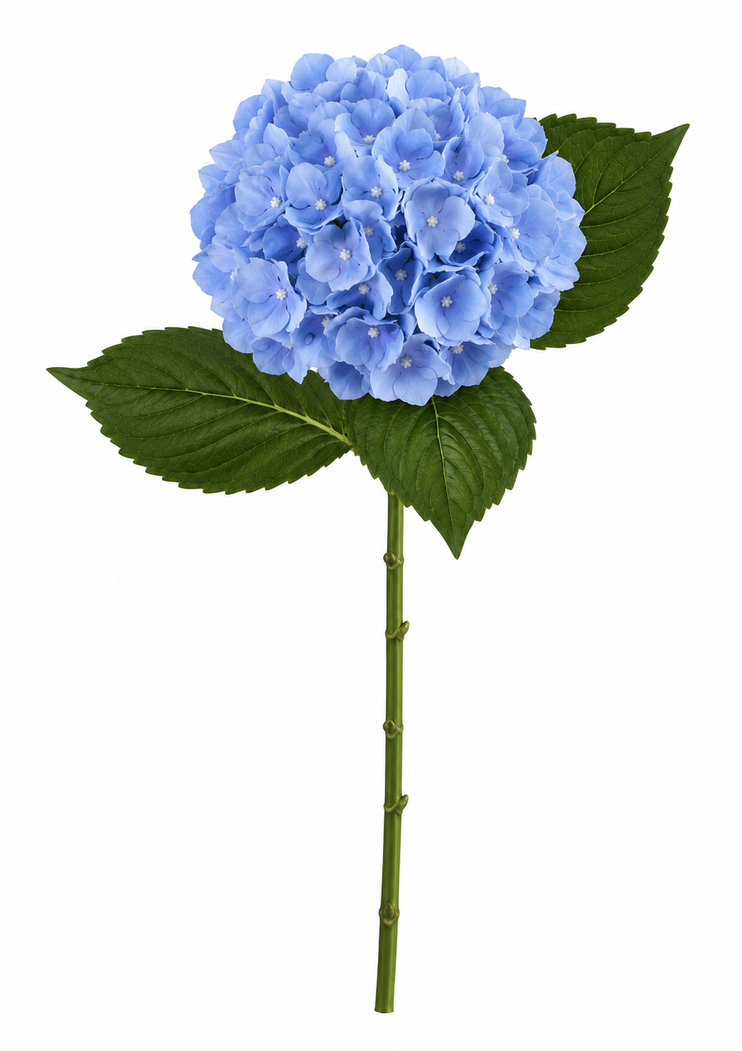 SINGLE STEM HYDRANGEA
