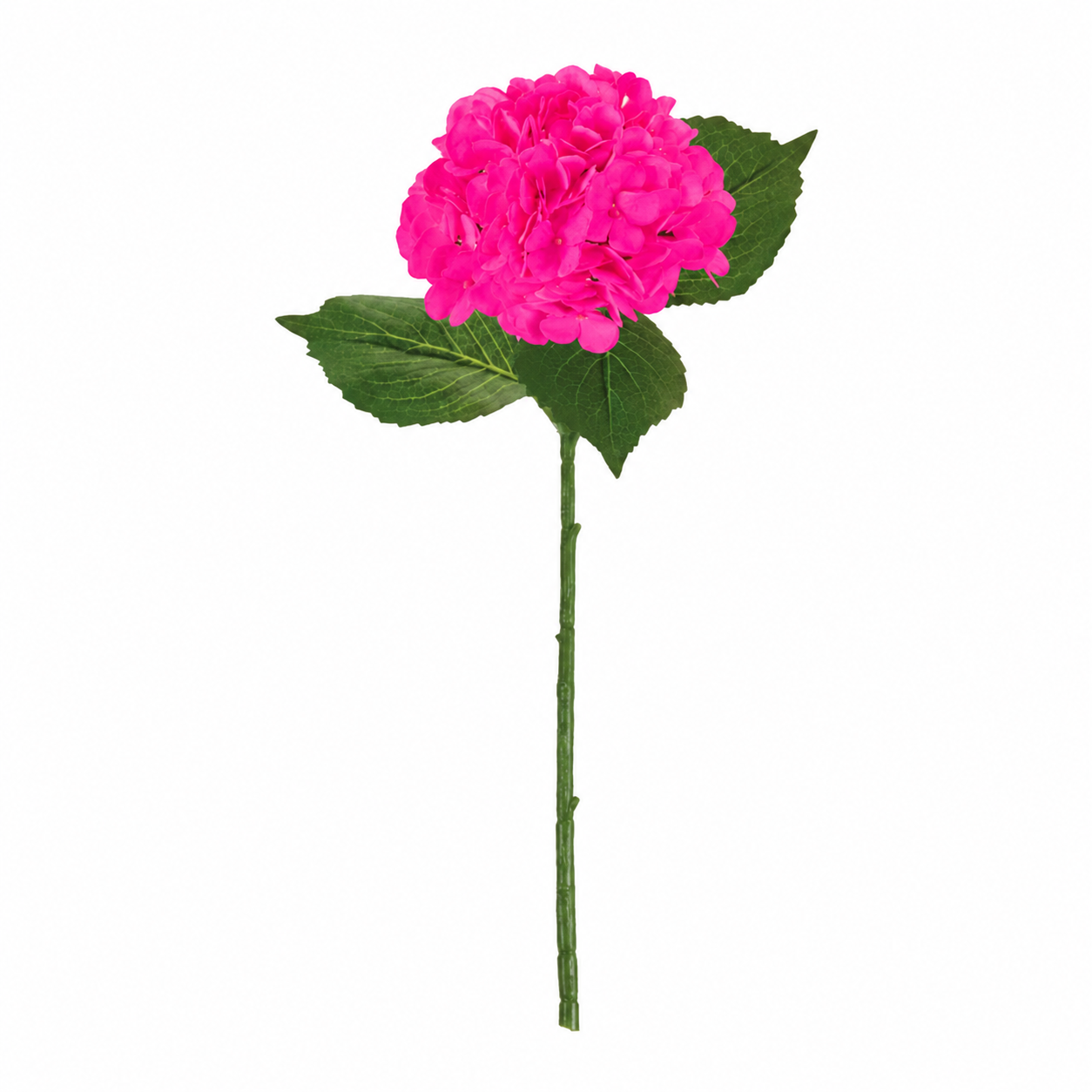 SINGLE STEM HYDRANGEA