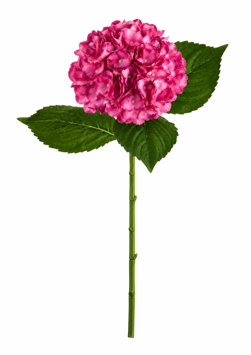 SINGLE STEM HYDRANGEA