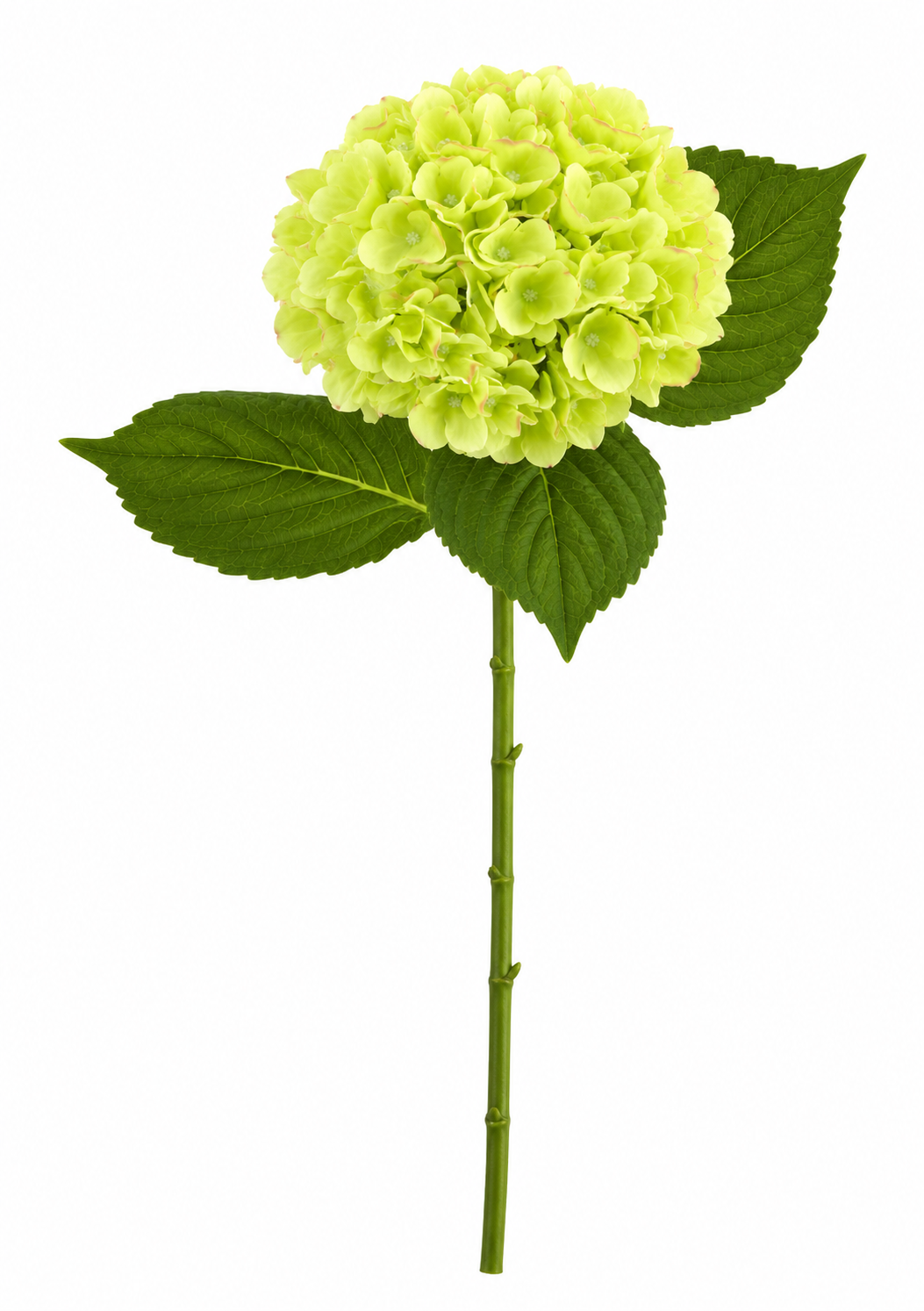 SINGLE STEM HYDRANGEA