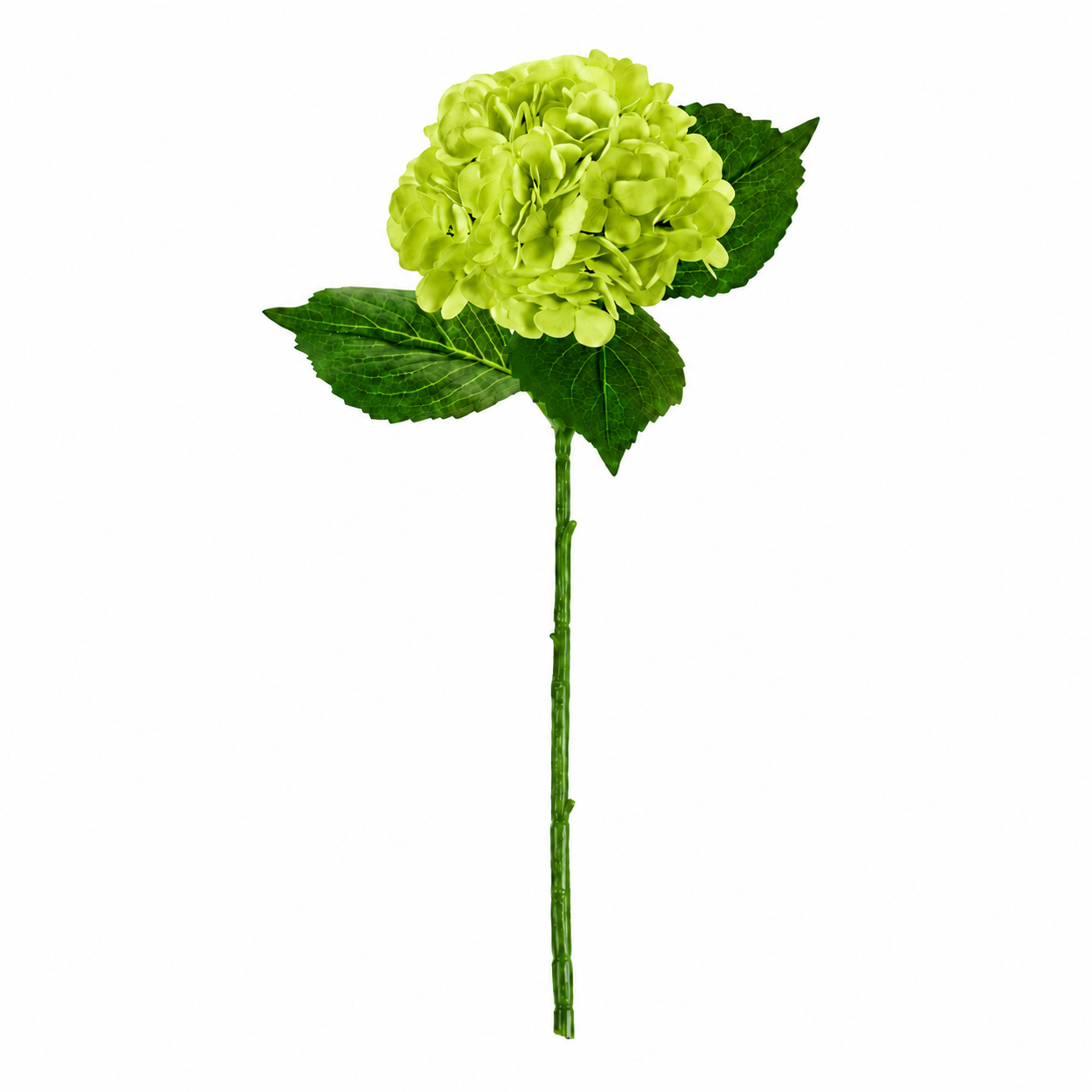 SINGLE STEM HYDRANGEA