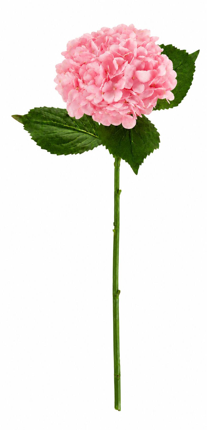 SINGLE STEM HYDRANGEA