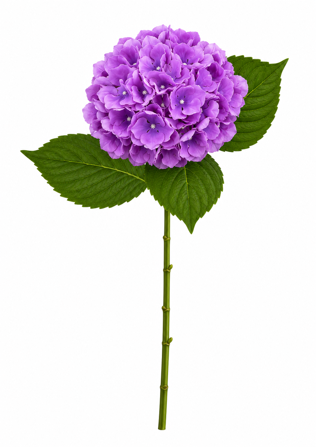 SINGLE STEM HYDRANGEA