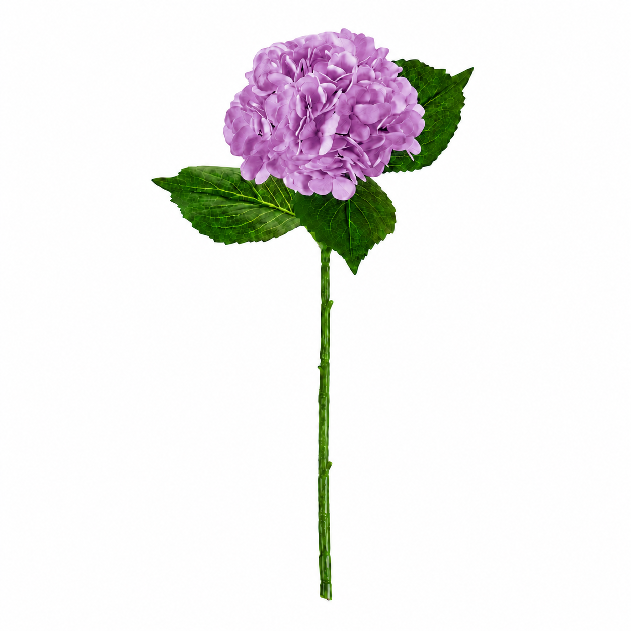 SINGLE STEM HYDRANGEA
