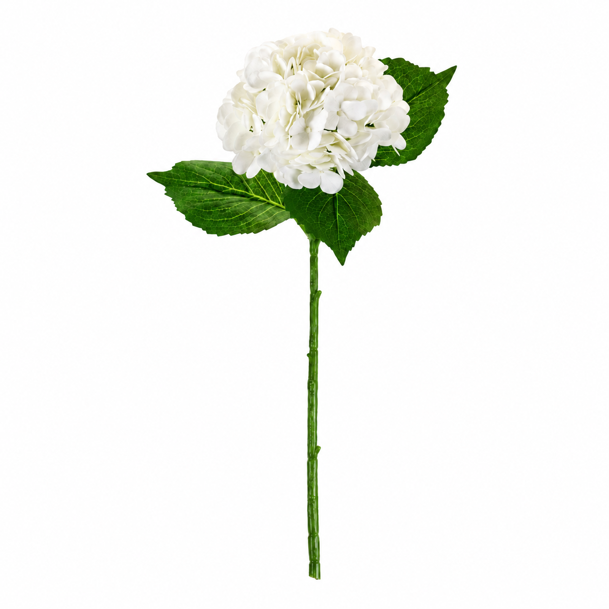 SINGLE STEM HYDRANGEA