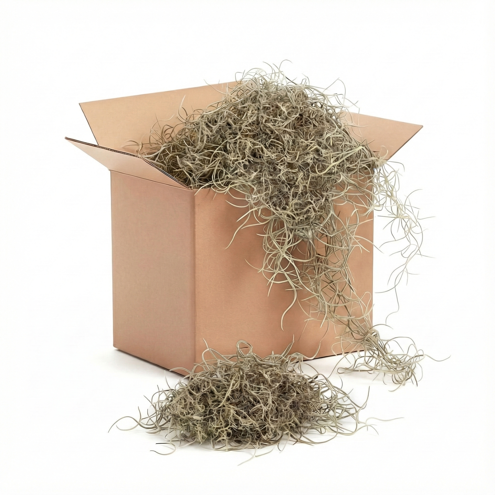 SPANISH MOSS - Green/Natural