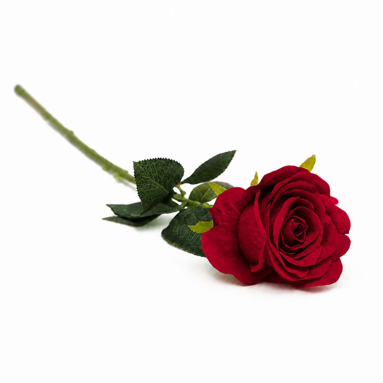 SINGLE ROSE | 12-Piece per Pack