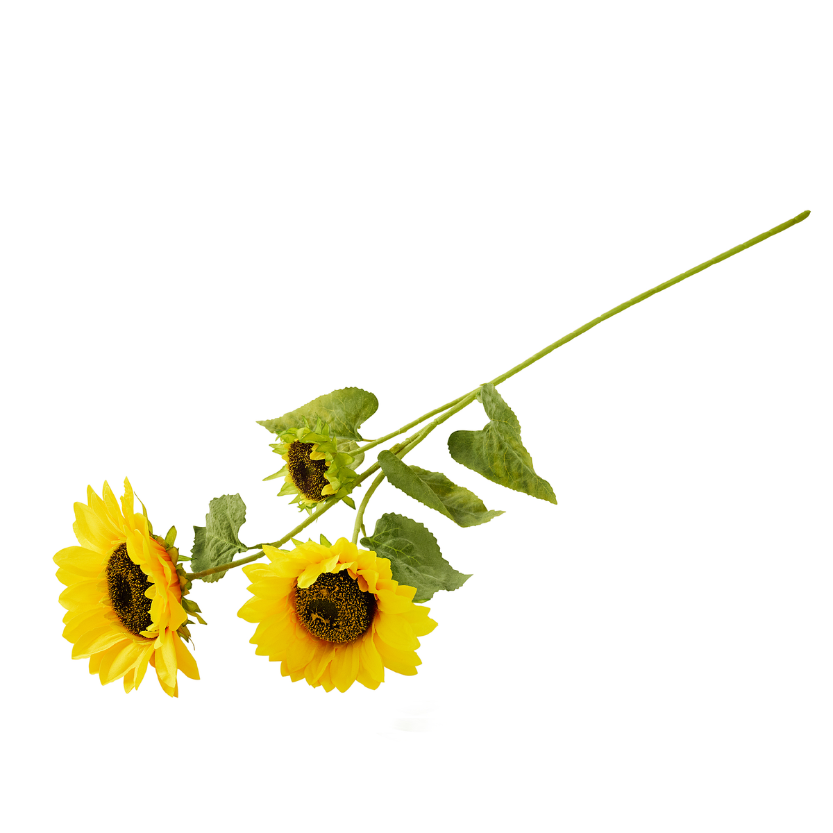 SUNFLOWER WITH THREE HEADS