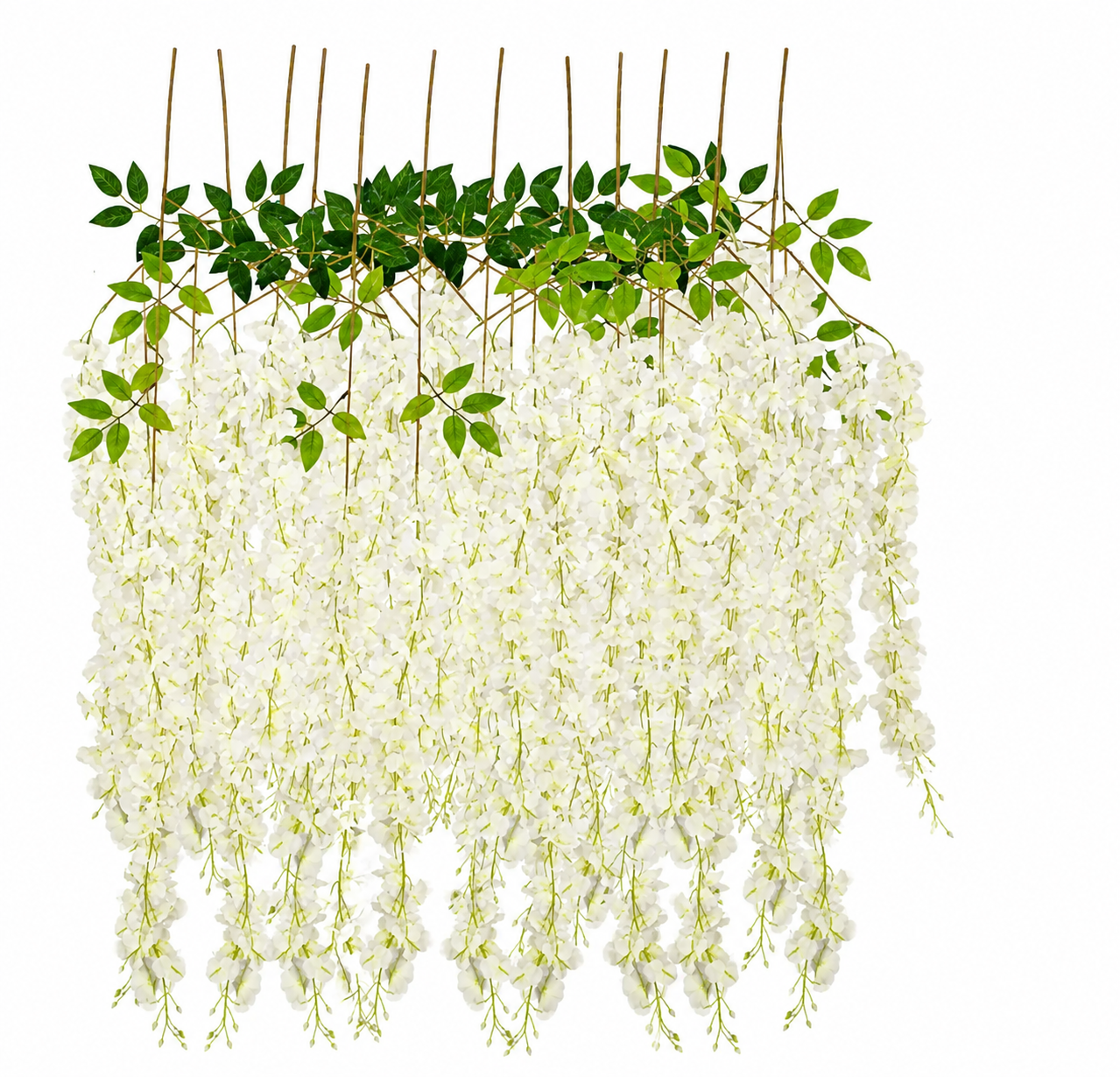WISTERIA